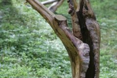 szlovak10_20090513_1461239363