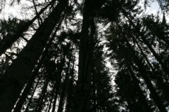 szlovak11_20090513_2070257934